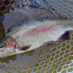 元気いっぱいの魚たち ～岡崎トラウトポンド～